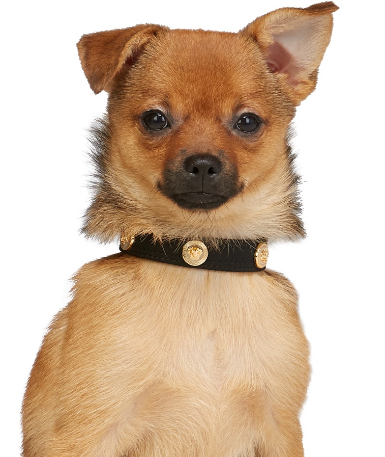 versace dog collar